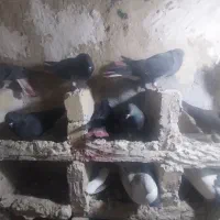 کبوتر مایدم