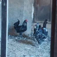 یک خُرُس گلین چهل تاج اصل