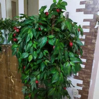 درختچه گیلاس