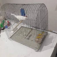 قناری نرمست