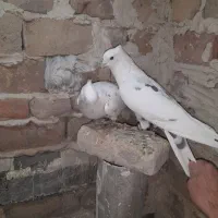 کفتر .سار کاکلی ‌ساده افشون