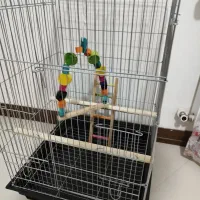 قفس بزرگ عروس هلندی سالم