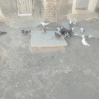 کبوتر پرشی|پرنده|شبستر, |دیوار