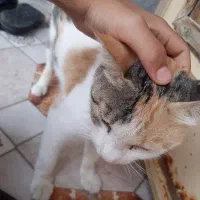 گربه