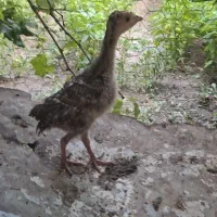 جوجه ۱ ماهه ۲ماهه ۳ماهه