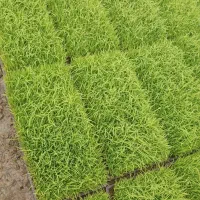 تم علی کاظمی