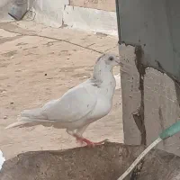 کبوتر