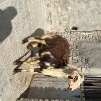 بره قوچ افشاری