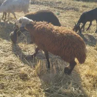 بره نر
