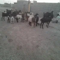 بزمحلی