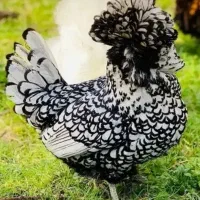 جوجه سلطان لهستان برهما  ارسال ازملایر  کلی و جزئی