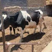 گاوشیری ۸ماه آبستن سنگین