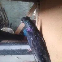 کبوترکله الماسی کشیده