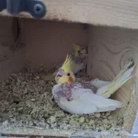 جوجه عروس هلندی|پرنده|ساری, |دیوار