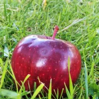 سیب ارگانیک تبریز