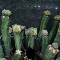 گل گیاه کاکتوس