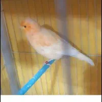 قناری ماده تن نخورده مخصوص سهره