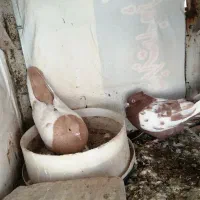 کفتر جفت|پرنده|شیراز, ترمینال باربری|دیوار