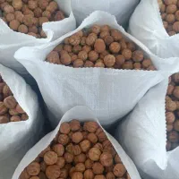 فروش عمده لیمو عمونی