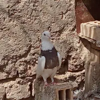 کبوتر سرخ و طوقی و سینه ای