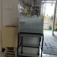۱جفت عروس هلندی نر وماده
