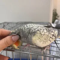 عروس هلندی ماده|پرنده|تهران, امام زاده عبدالله|دیوار