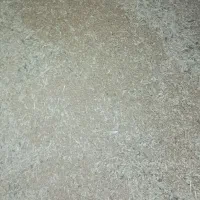 گندم پیشگام