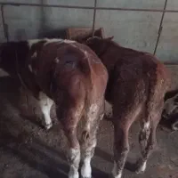 ۱۰۰ الی ۴۰۰ کیلو