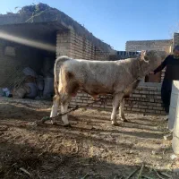 گوساله شاروله اصل|حیوانات مزرعه|گنبد کاووس, |دیوار