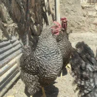 مرغ آمروک