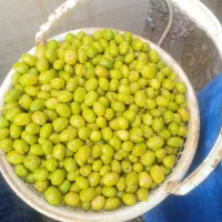 زیتون درشت امسال