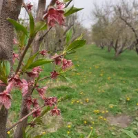 باغ-مثمر-روستای-زرامین