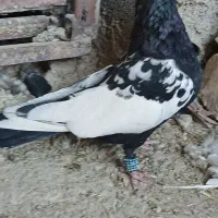 پنجتا کفتر روهم|پرنده|مرودشت, رودبال|دیوار