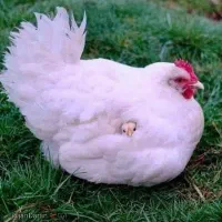 بیخس کار مرغ