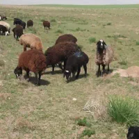 بره نر