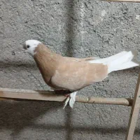 نروماده شازده زرد متابق عگس با نطفه قیمت