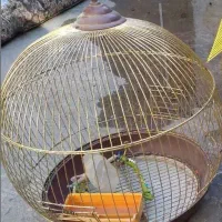 قفس پرنده کاملا سالم