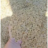 جو خارجی کرمانشاه