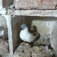 کبوتر دورح گوباش