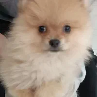 پامر روباهی 7ماهه