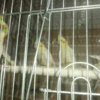 عروس و مرغ عشق و فنج