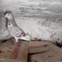 کبوتر طوقی ده عدد دوبرگلچین