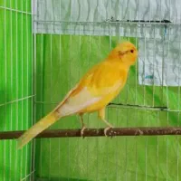 قناری پرتقالی نر قرص شلاقی میخونه به ضمانت|پرنده|زاهدان, |دیوار