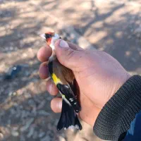 سهره تک و تعداد ..گلچین