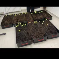 مو گرانترین