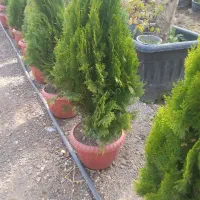 کامیس پاریس