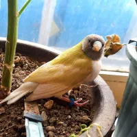 فنج گلدین|پرنده|اردبیل, |دیوار