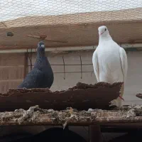 کبوتر زاغی ماده و چندتا سفید کاکلی|پرنده|قم, چهار مردان|دیوار