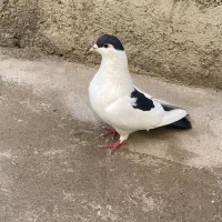 یک جفت کفتر به فروش می رسد|پرنده|پاکدشت, حصار امیر|دیوار