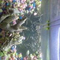 ماهی فایتر|ماهی|رشت, معلم|دیوار